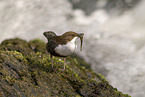 Eurasische Wasseramsel