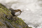 Eurasische Wasseramsel