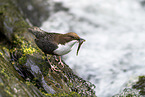 Eurasische Wasseramsel