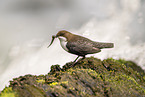 Eurasische Wasseramsel