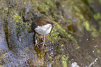 Eurasische Wasseramsel