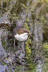 Eurasische Wasseramsel