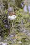 Eurasische Wasseramsel