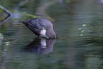 Eurasische Wasseramsel