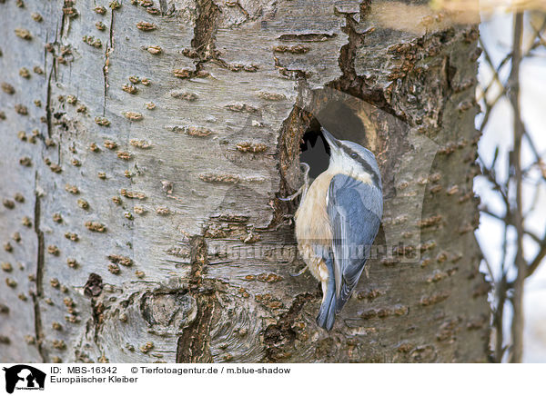 Europ�ischer Kleiber / MBS-16342