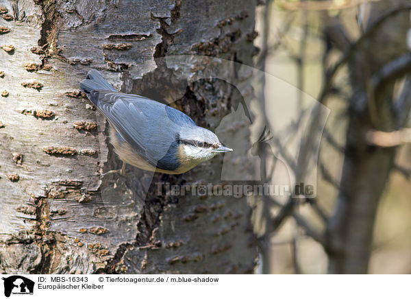 Europ�ischer Kleiber / MBS-16343