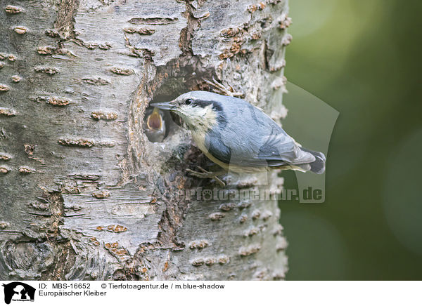 Europischer Kleiber / Eurasian nuthatch / MBS-16652