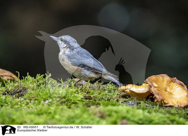 Europischer Kleiber / Eurasian nuthatch / WS-09951