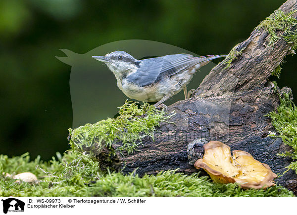 Europischer Kleiber / Eurasian nuthatch / WS-09973