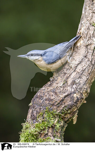 Europischer Kleiber / Eurasian nuthatch / WS-09974