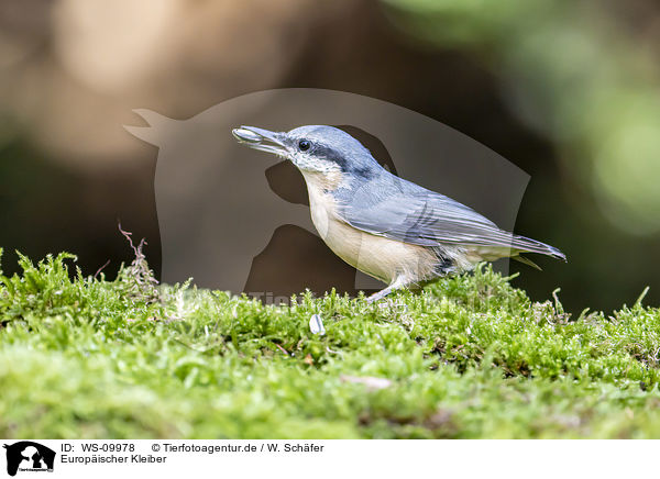Europischer Kleiber / Eurasian nuthatch / WS-09978
