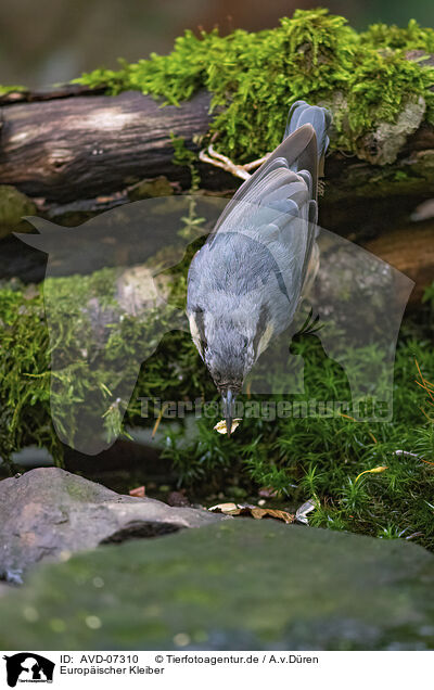 Europischer Kleiber / Eurasian nuthatch / AVD-07310