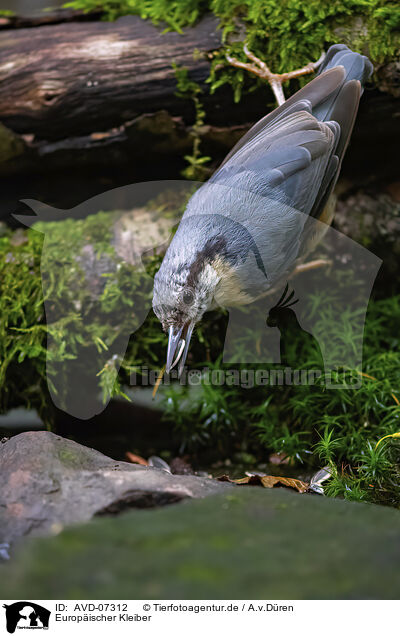 Europischer Kleiber / Eurasian nuthatch / AVD-07312