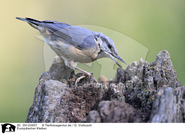 Europischer Kleiber / Eurasian nuthatch / DV-03957