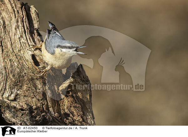 Europischer Kleiber / Eurasian nuthatch / AT-02450