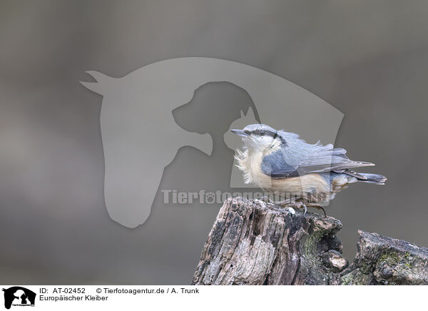 Europischer Kleiber / Eurasian nuthatch / AT-02452