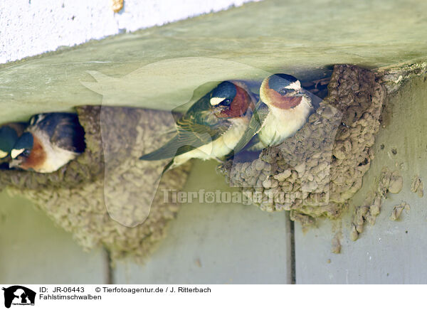 Fahlstirnschwalben / American cliff swallows / JR-06443