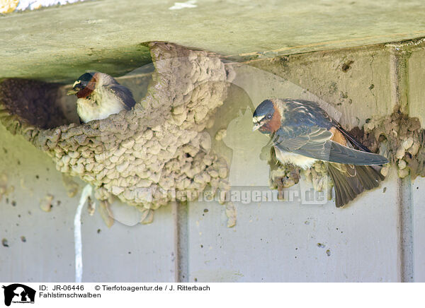 Fahlstirnschwalben / American cliff swallows / JR-06446