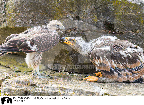 Jungvgel / young raptorial birds / AVD-05550