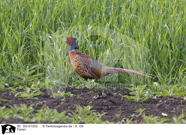 Fasan / pheasant / SO-01202
