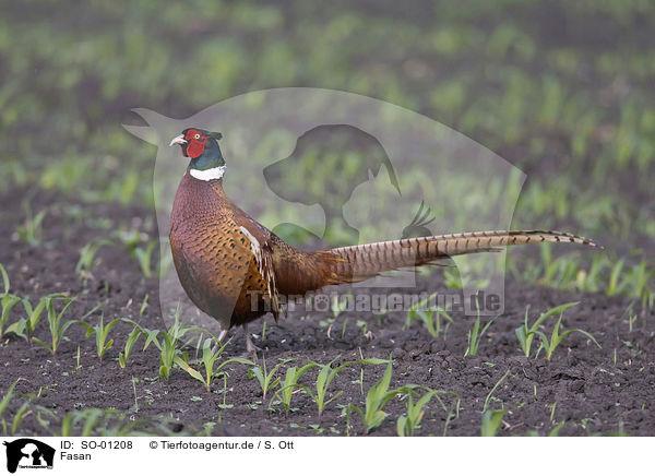 Fasan / pheasant / SO-01208