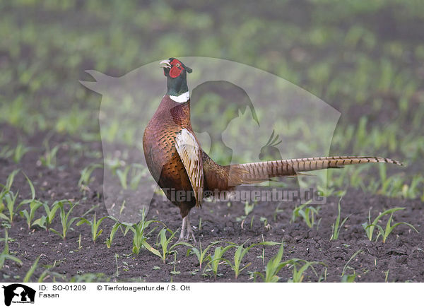 Fasan / pheasant / SO-01209