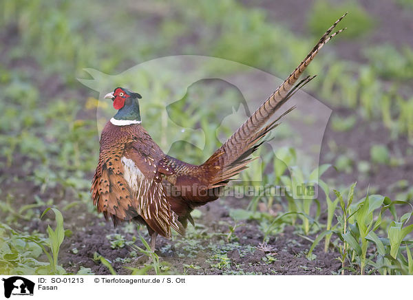 Fasan / pheasant / SO-01213