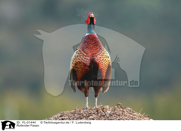 Rufender Fasan / common pheasant / FL-01444