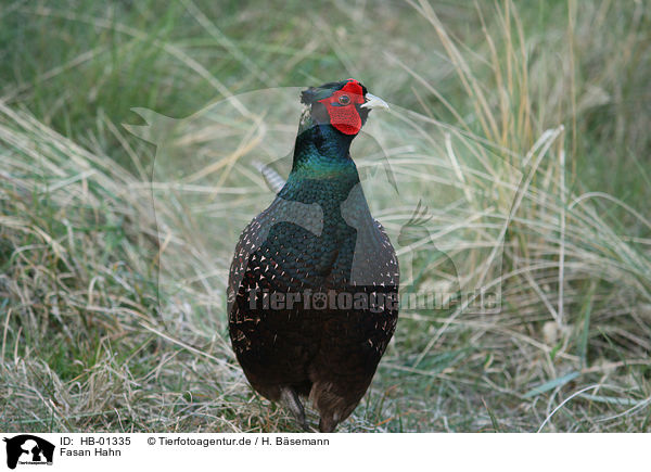 Fasan Hahn / male common pheasant / HB-01335