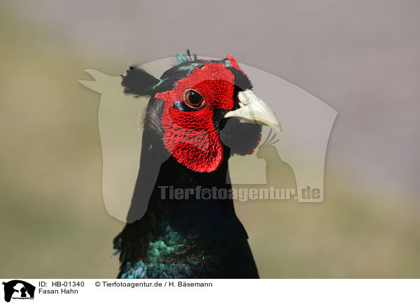 Fasan Hahn / male common pheasant / HB-01340