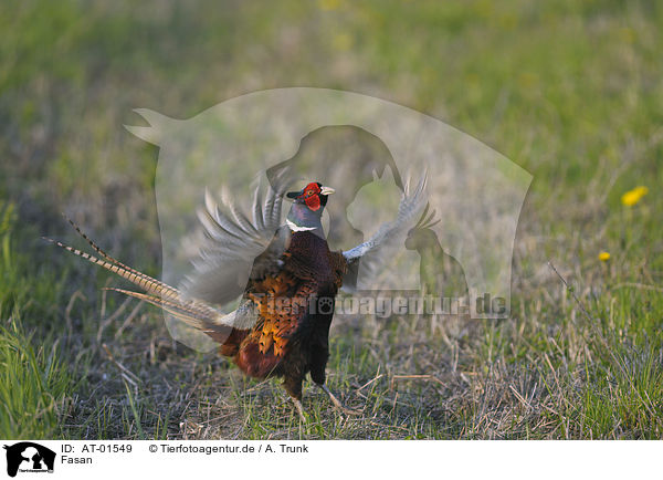 Fasan / common pheasant / AT-01549