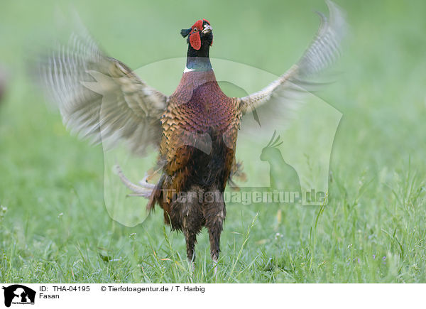 Fasan / common pheasant / THA-04195