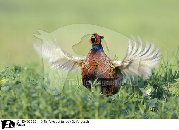 Fasan / common pheasant / DV-02695