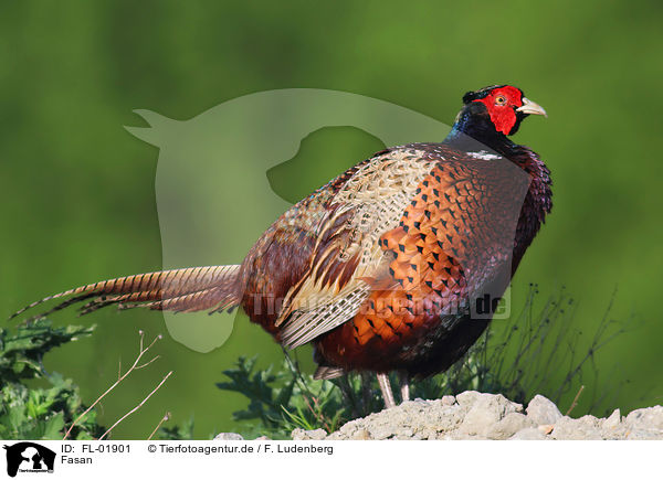 Fasan / common pheasant / FL-01901