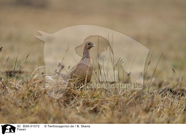 Fasan / common pheasant / BSK-01072