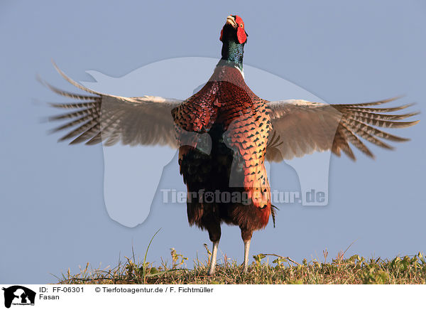 Fasan / common pheasant / FF-06301