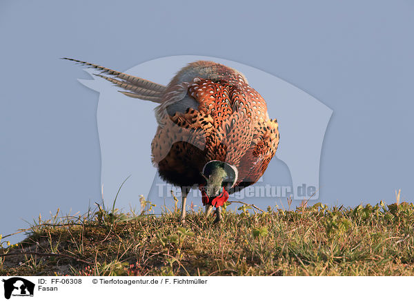 Fasan / common pheasant / FF-06308