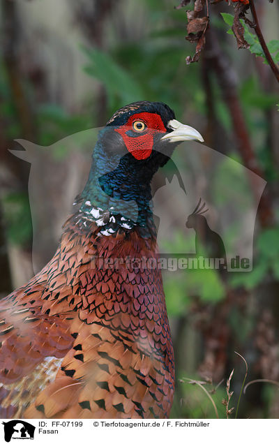 Fasan / common pheasant / FF-07199