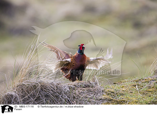 Fasan / common pheasant / MBS-17116