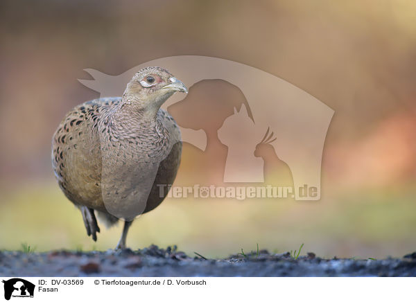 Fasan / common pheasant / DV-03569