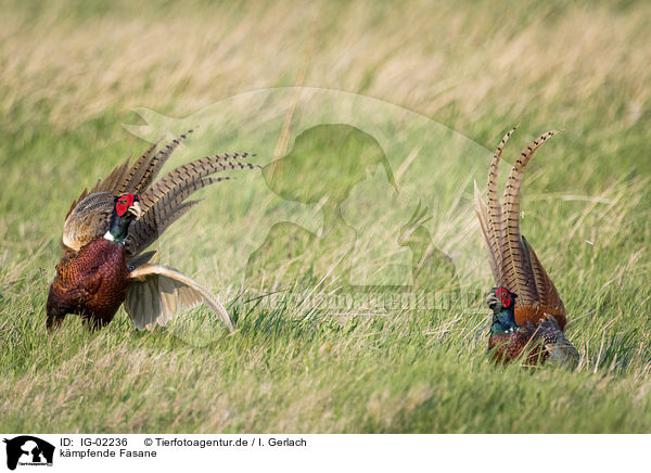 kmpfende Fasane / fighting Ring-necked Pheasant / IG-02236
