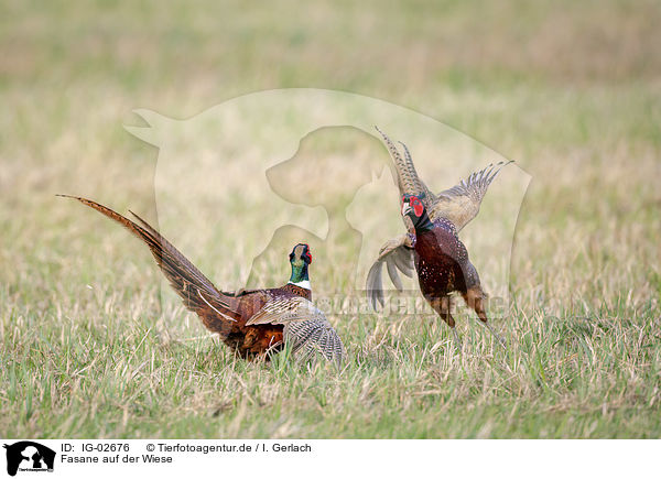 Fasane auf der Wiese / Ring-necked Pheasants on the meadow / IG-02676