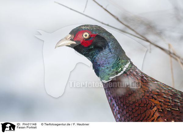 Fasan Portrait / Ring-necked Pheasant portrait / FH-01148