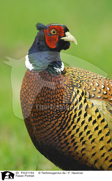 Fasan Portrait / Ring-necked Pheasant portrait / FH-01154
