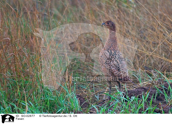 Fasan / pheasant / SO-02877