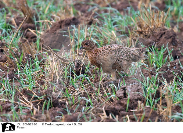 Fasan / pheasant / SO-02880