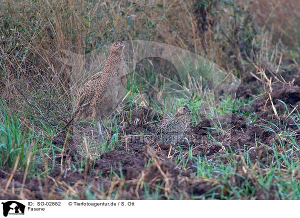Fasane / pheasants / SO-02882