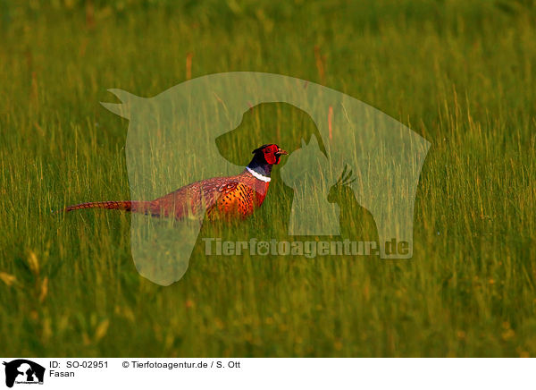 Fasan / pheasant / SO-02951