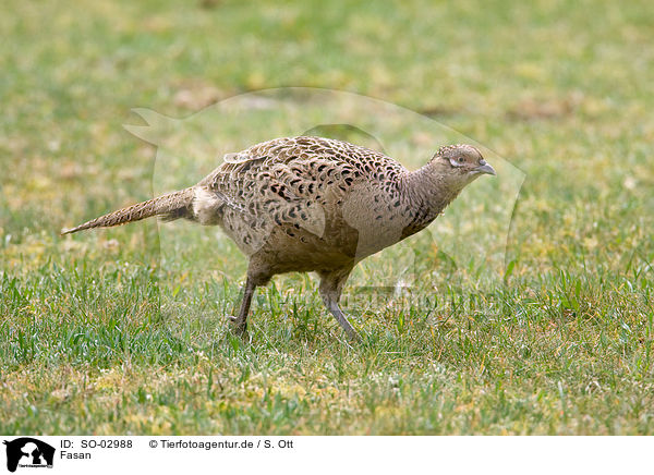 Fasan / pheasant / SO-02988