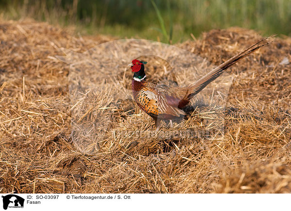 Fasan / pheasant / SO-03097